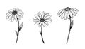 Vector set of outline daisy flowers