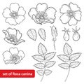 Vector set with outline Dog rose or Rosa canina, medicinal herb. Flower, bud, leaves and hip isolated on white background.