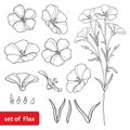 Vector set with outline Flax or Linseed or Linum flower bunch, bud and leaf in black isolated on white background.