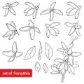 Vector set with outline Forsythia flower, leaves and bunch