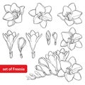 Vector set with outline Freesia flower bunch and ornate bud in black isolated on white background. Perennial fragrant plant.