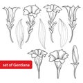 Vector set with outline Gentiana or Gentian flower, bud and leaf isolated on white background. Alpine mountain flowers.