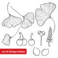 Vector set with outline Gingko or Ginkgo biloba tree. Leaf, fruit and flower isolated on white background. Royalty Free Stock Photo