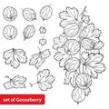 Vector set with outline Gooseberry.