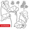 Vector set of outline greater Burdock or Arctium lappa, leaf and bur or seed in black isolated on white background. Royalty Free Stock Photo