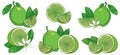 Vector set with outline half and whole fruit, slice, leaf and Lime flower isolated on white background. Royalty Free Stock Photo