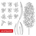 Vector set with outline Hyacinth flower bunch, bud