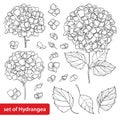 Vector Set With Outline Hydrangea Or Hortensia Flower Bunch And Ornate Leaves In Black Isolated On White Background.