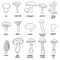 Vector set of outline illustration - mushrooms