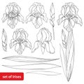 Vector set with outline Iris flower head, bud and ornate leaves in black isolated on white. Drawing of perennial plant Iris. Royalty Free Stock Photo