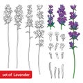 Vector set with outline Lavender flower bunch, bud and leaves in black and violet isolated on white background. Royalty Free Stock Photo