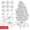 Vector set with outline Lilac or Syringa flower, ornate leaves and bunch in black isolated on white background.