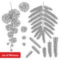 Vector set of outline Mimosa or Acacia dealbata or silver wattle flower, bud and leaves in black isolated on white background.