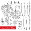 Vector set with outline Moringa oleifera or Drumstick or Horseradish tree. Flower, seed, pods and ornate leaf in black isolated.