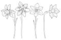 Vector set with outline narcissus or daffodil flowers in black isolated on white background. Floral elements for spring design. Royalty Free Stock Photo