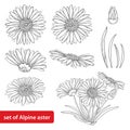 Vector set with outline open Alpine aster flower, bud and leaf isolated on white background. Ornamental Alpine mountain flower. Royalty Free Stock Photo