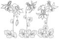 Vector set with outline ornate Aquilegia or Columbine flower, bud and foliage in black isolated on white background.