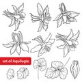 Vector set with outline ornate Aquilegia or Columbine flower, bud and leaf in black isolated on white background.