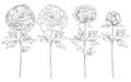 Vector set with outline peony in black isolated on white background. Ornate floral elements with flower, bud and leaves. Royalty Free Stock Photo