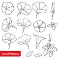 Vector set with outline Petunia flower bunch, leaves and bud in black isolated on white background. Garden ornamental plant.