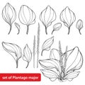 Vector set of outline Plantago major or Plantain, bunch, leaf and seed in black isolated on white background. Medicinal herb.