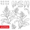 Vector set with outline poisonous plant Privet or Ligustrum. Fruit bunch, berry and ornate leaf in black isolated on white. Royalty Free Stock Photo