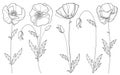 Vector set with outline Poppy flower, bud and leaves in black isolated on white background. Floral elements in contour style. Royalty Free Stock Photo