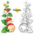 Vector set with outline Pumpkin vine with flower, ornate leaf in black isolated on white background. Contour Pumpkin vegetable. Royalty Free Stock Photo