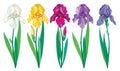 Vector set with outline purple, lilac, yellow and pastel white Iris flower, bud and leaves isolated on white background. Royalty Free Stock Photo