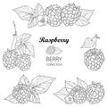 Vector set with outline Raspberry bunch, berry, flower and leaves in black on white background. Raspberry composition.