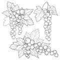 Vector set with outline Red currant bunch, berry and leaves in black isolated on white background. Floral element with redcurrant. Royalty Free Stock Photo