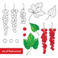 Vector set with outline Red currant, bunch, berry and leaves in black and red isolated on white background. Royalty Free Stock Photo