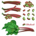 Vector set with outline Rhubarb or Rheum vegetable in red and green isolated on white background. Contour cut and whole pieces. Royalty Free Stock Photo