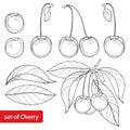 Vector set with outline ripe Cherry, bunch, berry and leaves on white background. Ornate floral elements with cherry.
