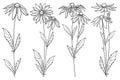 Vector set with outline Rudbeckia hirta or black-eyed Susan flower bunch, ornate leaf and bud in black isolated on white back. Royalty Free Stock Photo