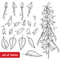 Vector set with outline Salvia splendens or Scarlet sage flower bunch, bud and ornate leaf in black isolated on white background. Royalty Free Stock Photo