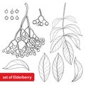 Vector set with outline Sambucus nigra or black elder or elderberry, bunch, berry and leaves isolated on white background. Royalty Free Stock Photo