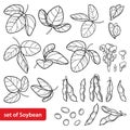 Vector set with outline Soybean or Soy bean pods with beans, flower and ornate leaf in black isolated on white background. Royalty Free Stock Photo