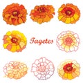 Vector set with outline Tagetes or Marigold flower. Royalty Free Stock Photo