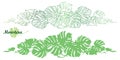 Vector set with outline tropical Monstera or Swiss cheese plant leaf bunch in pastel green isolated on white background.