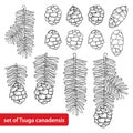 Vector set with outline Tsuga or Canadian hemlock in black isolated on white background. Coniferous tree Hemlock with pine, cone.