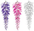 Vector set of outline Wisteria or Wistaria flower bunch and bud in black, pink and pastel purple isolated on white background. Royalty Free Stock Photo