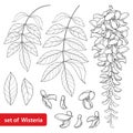 Vector set of outline Wisteria or Wistaria flower bunch, bud and leaves in black isolated on white background. Royalty Free Stock Photo