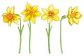 Vector set with outline yellow narcissus or daffodil flowers isolated on white. Ornate floral elements for spring design. Royalty Free Stock Photo