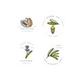 Vector set of packaging design templates and emblems - beauty and cosmetics oils - cocoa, lavender, jojoba and