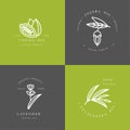 Vector set of packaging design templates and emblems - beauty and cosmetics oils - cocoa, lavender, jojoba and