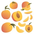 Vector set of peaches.A collection of slices and whole peaches in a realistic style on a white background isolated.