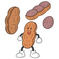 Vector set of peanut