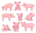 Vector set of pigs in different poses. Cute farm animal with pink skin, flat snout, hooves and big ears. Domestic