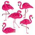 Vector set with pink flamingos. Hand Drawn illustration.